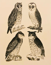 Load image into Gallery viewer, Four owls vintage illustration print
